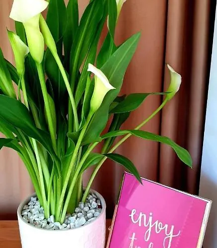 Brasov Studio Appartement Braşov